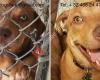 Stichting FREE, rescue dogs