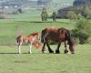 Stud-Book Cheval de Trait Ardennais