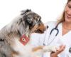 Teamvetcare Centre Vétérinaire: Drs Godisiabois, Chapelier, Vandeloise