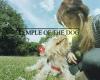 Temple of the Dog - Comportementaliste canin - Dog behaviourist