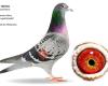 Verdeyen Racing Pigeons