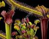 Vleesetendeplantshop.be - webshop met vleesetende planten - Killian Dupont