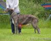 Xalibur's Irish Wolfhounds